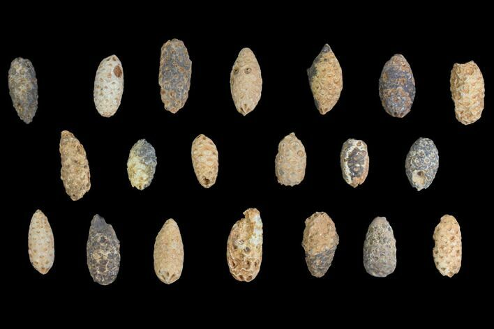 Lot: Fossil Seed Cones (Or Aggregate Fruits) - Pieces #148853